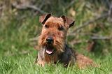 WELSH TERRIER 019